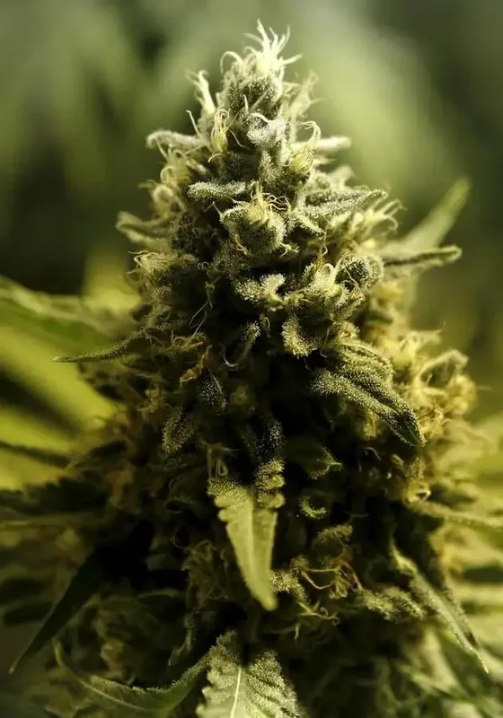 Night Vision van Ziplock Seeds