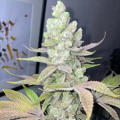 Candy Lime van Zmoothiez