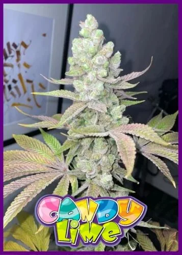 Candy Lime van Zmoothiez